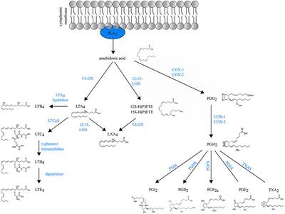 Eicosanoid Control Over Antigen Presenting Cells in Asthma